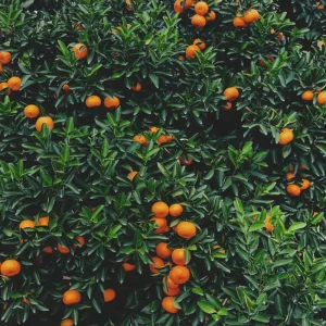 tangerine™ dōterra