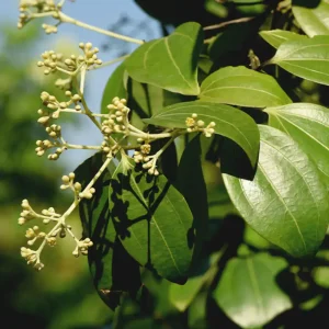 cassia™ dōterra