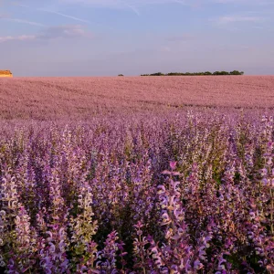 clary sage™ / salvie dōterra