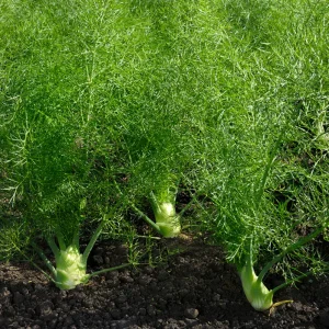 fennel™ / fenicul dōterra
