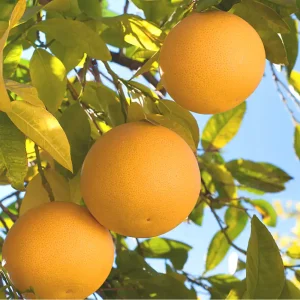 grapefruit™ dōterra