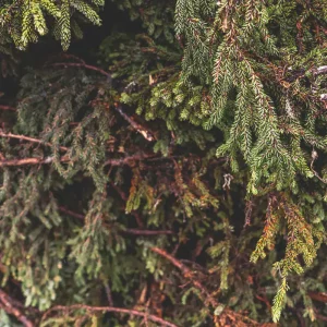 black spruce™ / molid negru dōterra
