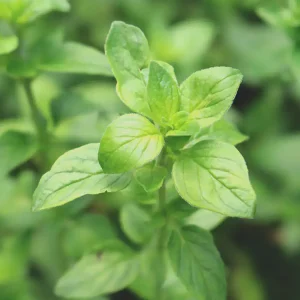oregano™ dōterra