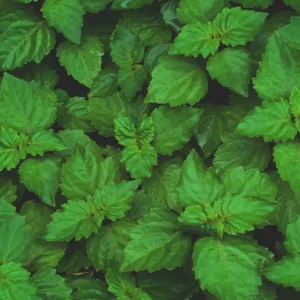 paciuli / patchouli™ dōterra