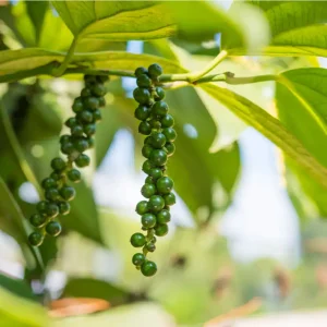 black pepper™ / piper negru dōterra