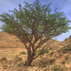 frankincense / tămâie dōterra