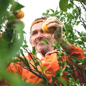 wild orange / portocală sălbatică dōterra